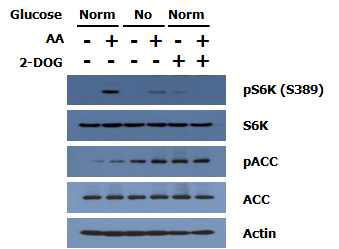 mTORC1 활성하에 대한 glucose와 amino acid 신호전달 경로의 crosstalk