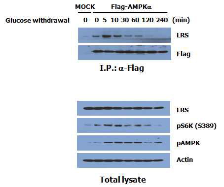 glucose withdrawal 상태에서 LRS와 AMPK의 결합