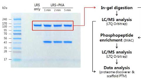 LRS phosphorylation site 분석