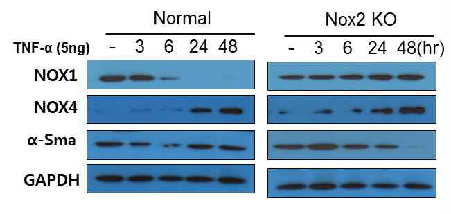 Effect of TNF-α(5ng) in mouse lung fibroblast cell cells for different time periods