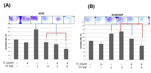Cell invasion assay following treatment with cisplatin and flavonoid for 48 h..