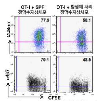 SPF 마우스와 항생제 처리된 마우스의 점막수지상세포에 의한 점막 특이 T 세포 분화 능력