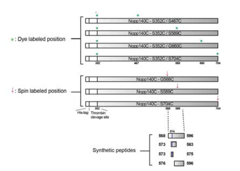 Nopp140의 다양한 fragment들의 모식도 및 cysteine mutant 위치