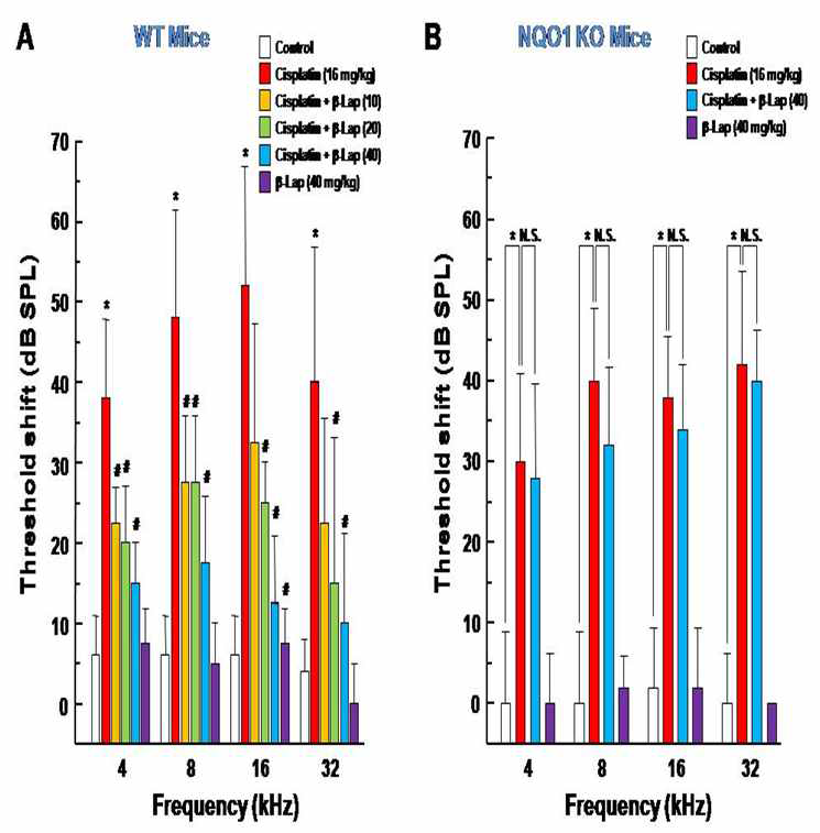 Effect of β-Lap on CDDP-induced hearing loss in mice.