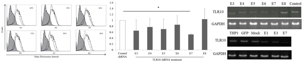 TLR10 발현 억제세포주의 TLR10 발현과 8개월간의 항생제 선별과정 후의 TLR10 mRNA 발현.