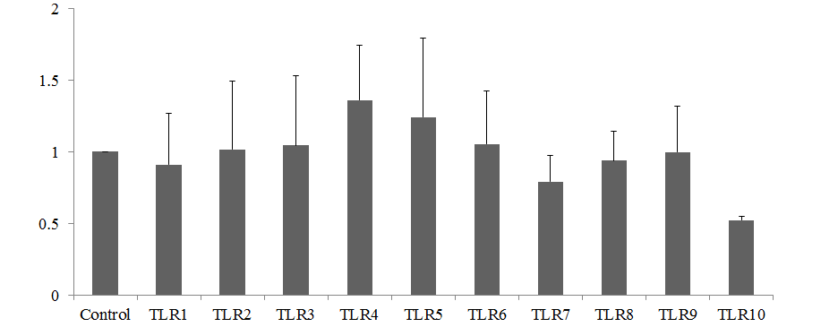 TLR10 발현 억제 세포주 E7 클론의 TLR 발현. TLR10만 선택적으로 억제됨.