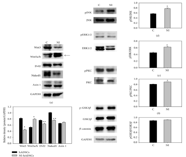 Expression of Wnt related proteins during neural differentiation of human adipose tissue-derived stem cells.