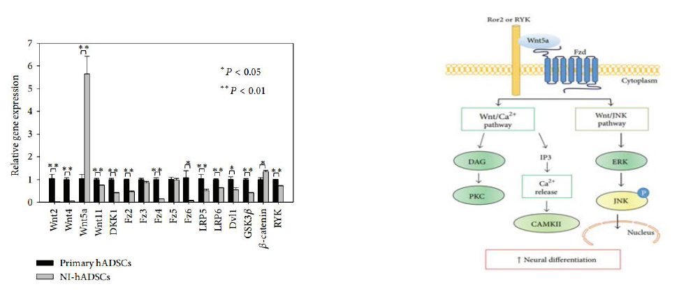Real time RT-PCR analysis of Wnt pathway-related genes and Noncanonical Wnt5a signalling