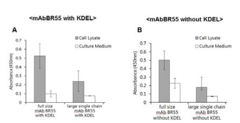 ELISA를 이용한 SF9에서 얻은 mAb BR55 full size antibody와 large single chain　antibody의 분비 발현 활성비교.