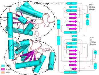 Apo-BGluT 구조