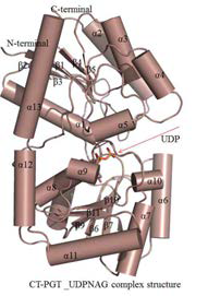 CtPGT/UDP 복합체 구조