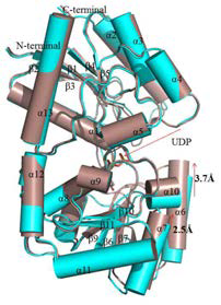 apoCtPGT와 UDP 복합체 겹침