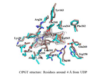 CtPGT의 UDP 결합부위