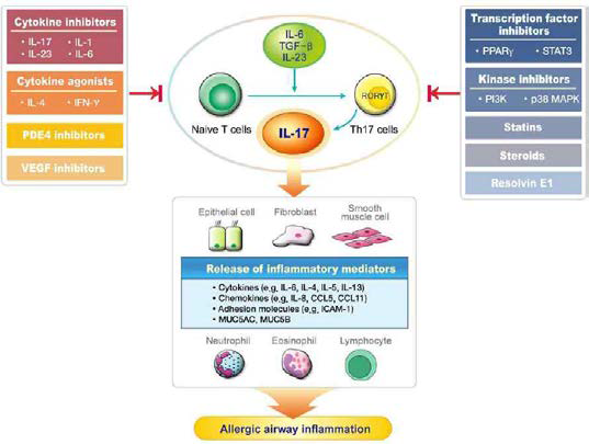 Potential strategies to regulate the IL-17 pathway for the treatment of asthma