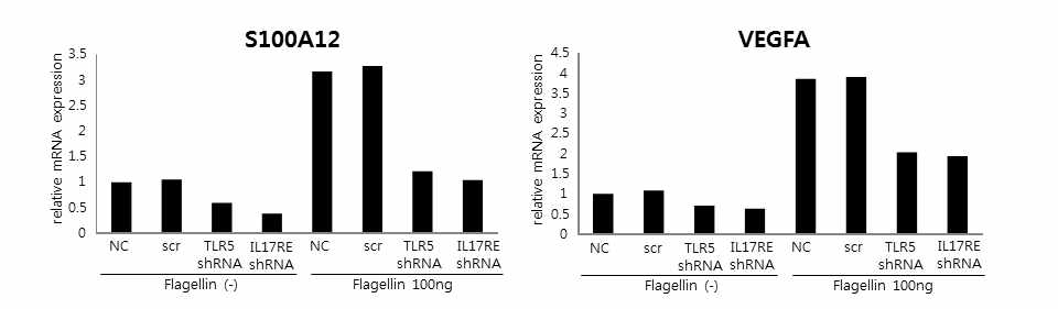 TLR5를 knockdown 시킨 후 flagellin 자극에 의한 S100A12 및 VEGFA의 발현 확인