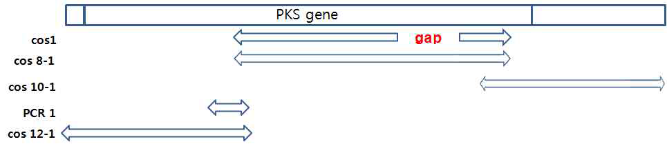 PKS 유전자를 포함하는 DNA의 클로닝