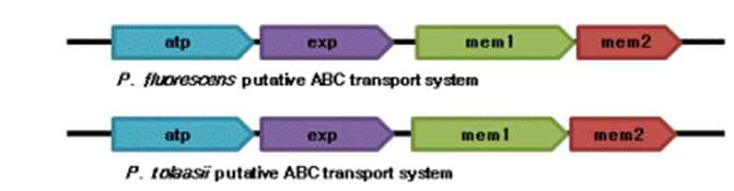 Pseudomnas fluorescens와 Pseudomonas tolaassi의 ABC transporter 유전자의 구성 비교.