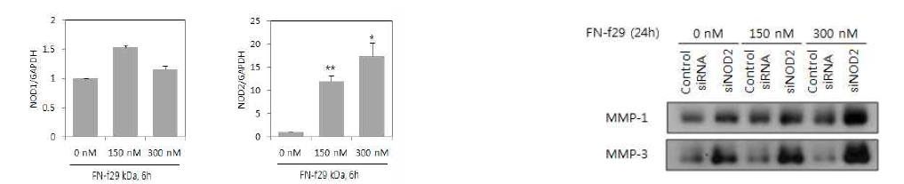 29kDa FN-f가 NOD2 발현에 미치는 영향 및 NOD2 knockdown이 MMPs 발현에 대한 영향