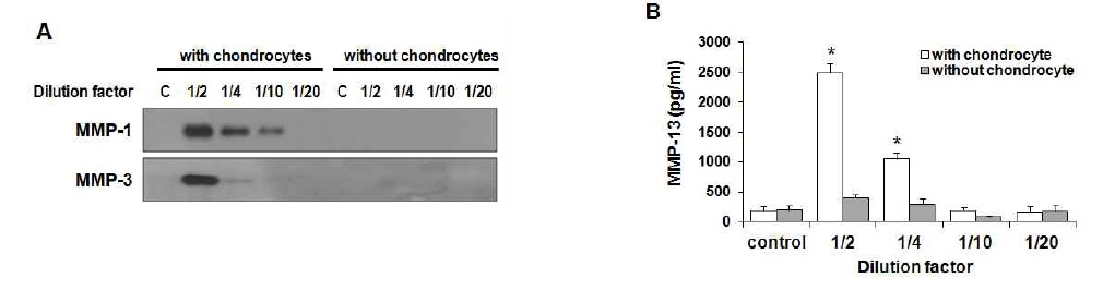OASF를 처리한 연골세포에서 MMP-1, -3, -13의 발현