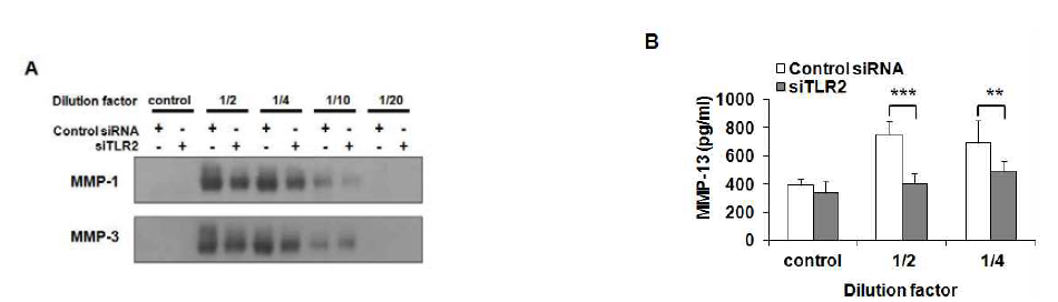 연골세포의 TLR-2 knockdown에 의한 OASF에 의해 유도되는 MMP 발현의 변화