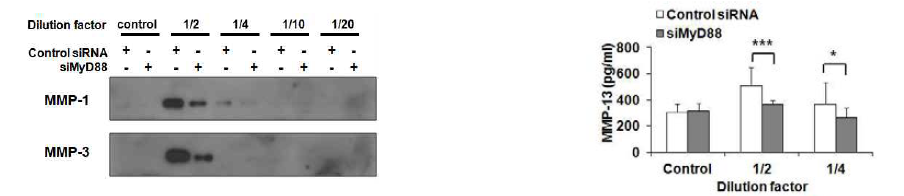 연골세포의 MyD88 knockdown에 의한 OASF에 의해 유도되는 MMP 발현의 변화