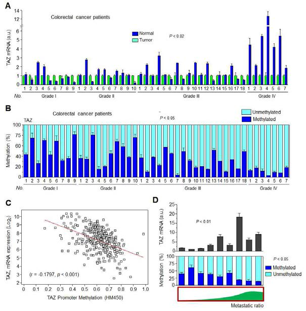 대장암환자의 암화단계에 따라 TAZ의 mRNA발현과 Promoter methylation의 상반된 조절 기전 규명