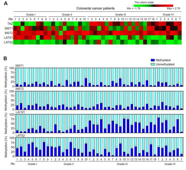 대장암환자의 암화단계에 따라 TAZ와 Hippo 신호전달기전의 핵심인자 LATS1는 후성유전체적 조절 및 전사수준에서 상반된 조절 현상 규명