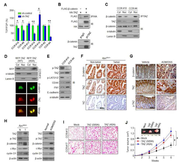 TAZ의 세포내 위치에 따라 Wnt 신호전달기전을 다르게 조절하며, 대장암동물모델에서 핵내 존재하는 TAZ가 증가되어 세포증식 및 침윤을 촉진시키는 것을 규명