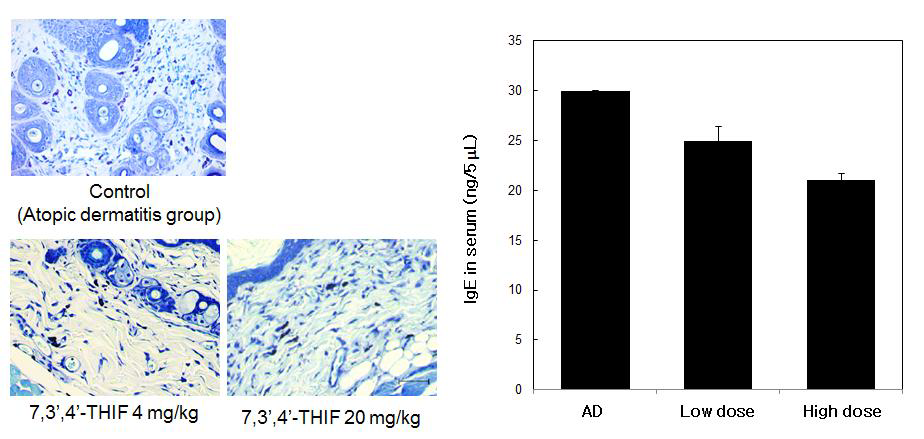 형질전환 동물모델에서 7,3’,4‘-THIF의 염증세포 침윤에 대한 영향 평가 및 혈중 IgE level 측정
