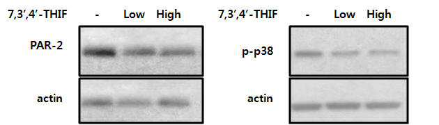 7,3’,4‘-THIF의 PAR-2 발현 및 인산화 효소 활성 억제 효능 평가