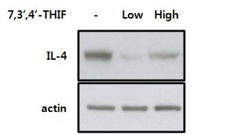 7,3’,4‘-THIF의 IL-4의 발현 감소 효능 평가