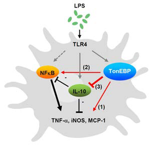 TonEBP의 새로운 염증 조절 기능