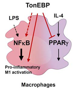 TonEBP에 의한 PPARγ 발현 조절