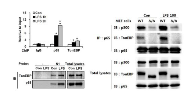 ChIP assay와 DAPA(왼쪽)를 이용한 TNFα promoter의 NFκB 결합부위에서 p65와 TonEBP의 결합 및 Co-IP를 이용한 NFκB enhanceosome assembly에서 TonEBP의 역할 (오른쪽)