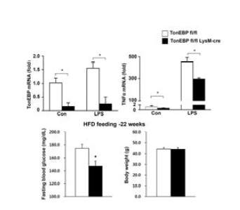 대식세포 특이적 TonEBP 결핍 마우스에서 대식세포 염증 감소와 고지방식이에 의한 혈당증가 완화