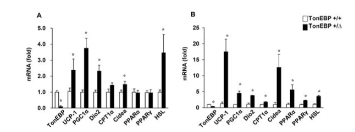 (A) 비만·당뇨 마우스모델의 WAT에서 TonEBP 발현 감소에 의한 thermogenic gene들의 발현 증가 (B) TonEBP +/Δ 마우스로부터 분리한 지방전구세포를 분화하였을 때, thermogenic gene들의 발현 증가