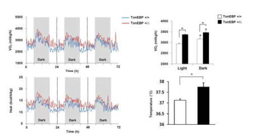 TonEBP 발현 감소가 에너지 소모량 및 열 발생을 증가시킴