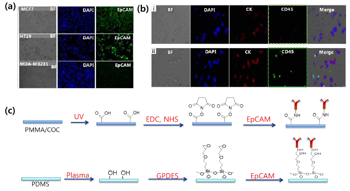 (a) EpCAM 발현량 확인을 통한 타겟 암세포주 선정, (b) 암세포주 염색법 최적화: i. 고정-Blocking-CD45–침투- CK, DAPI염색, ii. 고정-침투-Blocking-CK,CD45,DAPI염색, (c) 플라스틱 표면 고정화과정 모식도