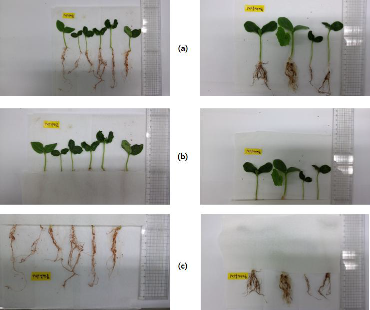 CMC-Na/PVP 복합 하이드로겔이 혼합된 실험군에서의 오이 줄기 및 뿌리 이미지