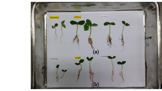 실험군과 대조군의 발아된 오이새싹의 비교 이미지
