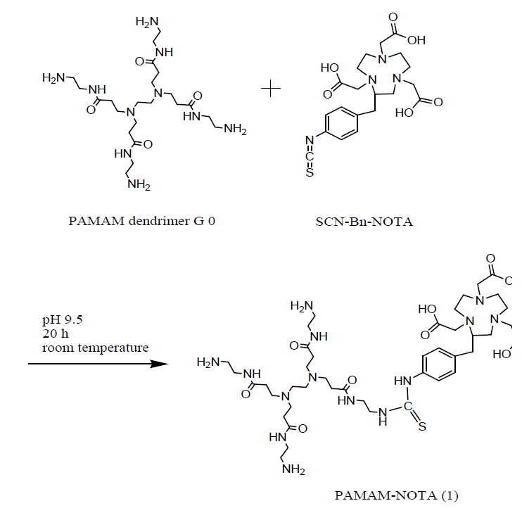 The scheme of NOTA-PAMAM dendrimer (1)