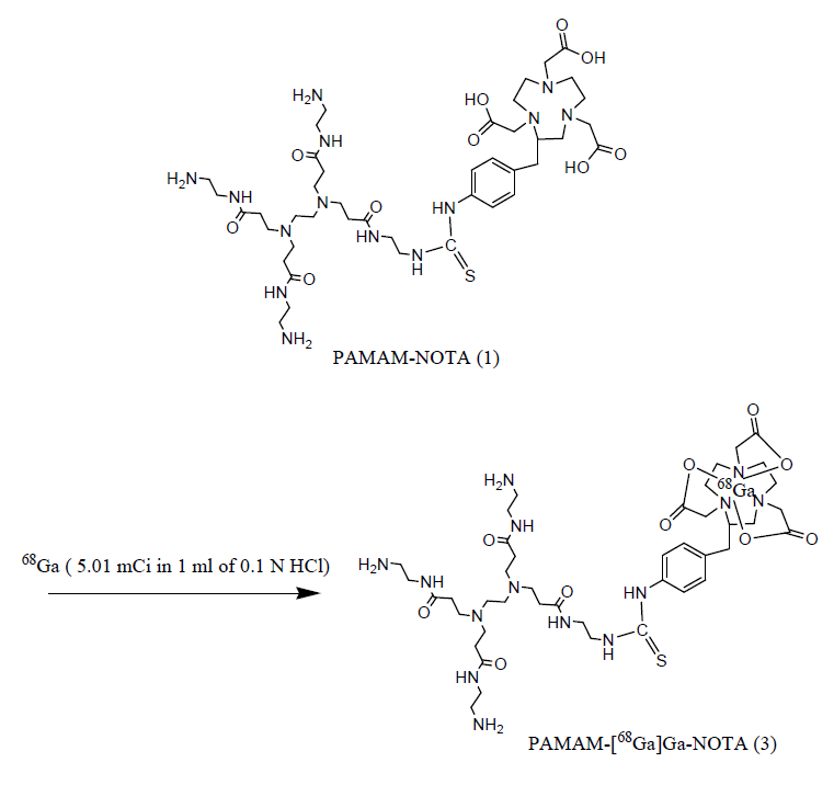 The scheme of [68Ga]Ga-NOTA-PAMAM dendrimer