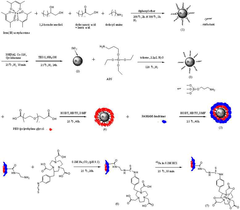 The scheme of [68Ga]Ga-NOTA-PAMAM dendrimer