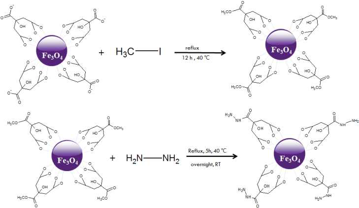 The synthesis of amine surface modified hydrophilic nanoparticles