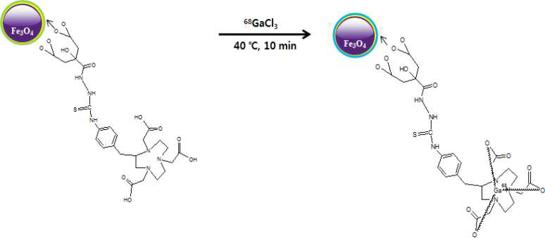 Radioisotope labeled NHFCNP