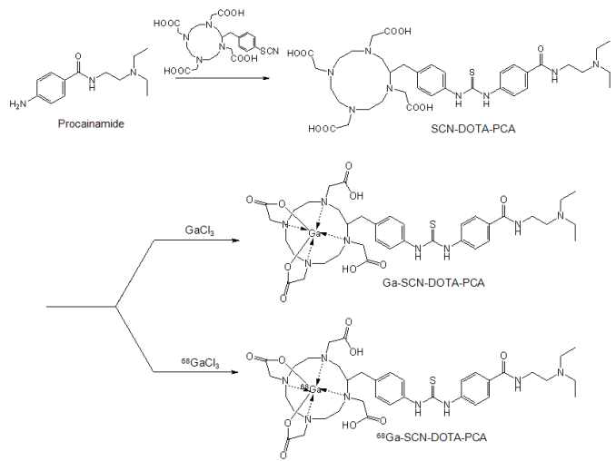 The scheme of 68Ga-SCN-DOTA-PCA