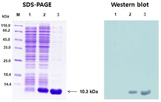 Recombinant Barstar protein (RF3)