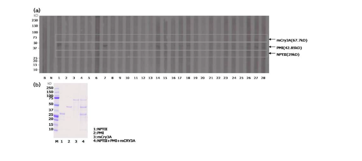 (a)GM옥수수 삽입단백질 mCry3A, PMI, NPTII와 옥수수 특이 IgE 양성 혈청을 이용한 immunoblotting, (b)GM옥수수 삽입단백질 mCry3A, PMI, NPTII 의 SDS-PAGE. 일부 환자의 혈청에서 PMI 단백질에 대한 반응성을 확인하였다.