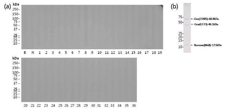(a)카놀라 삽입단백질 Barnase, GOX, 면화 삽입단백질 GUS와 대한 식품 (땅콩, 밀, 옥수수) 에 대한 특이 IgE 양성 혈청을 이용한 immunoblotting, (b) Barnase, GOX, GUS의 SDS-PAGE. 아무런 반응성을 관찰할 수 없었다.