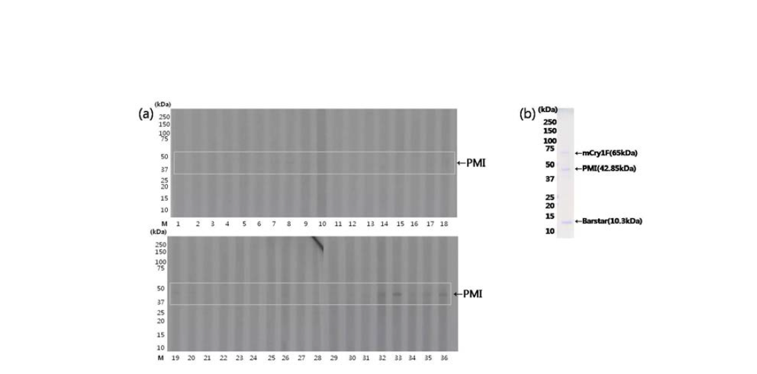 (a)옥수수 삽입단백질 Cry1F, PMI, 카놀라 삽입단백질 Barstar와 옥수수 특이 IgE 양성 혈청(추가 36명)을 이용한 immunoblotting, (b)Cry1F, PMI, Barstar의 SDS-PAGE. 일부 환자의 혈청에서 PMI 단백질에 대한 반응성을 확인하였다.